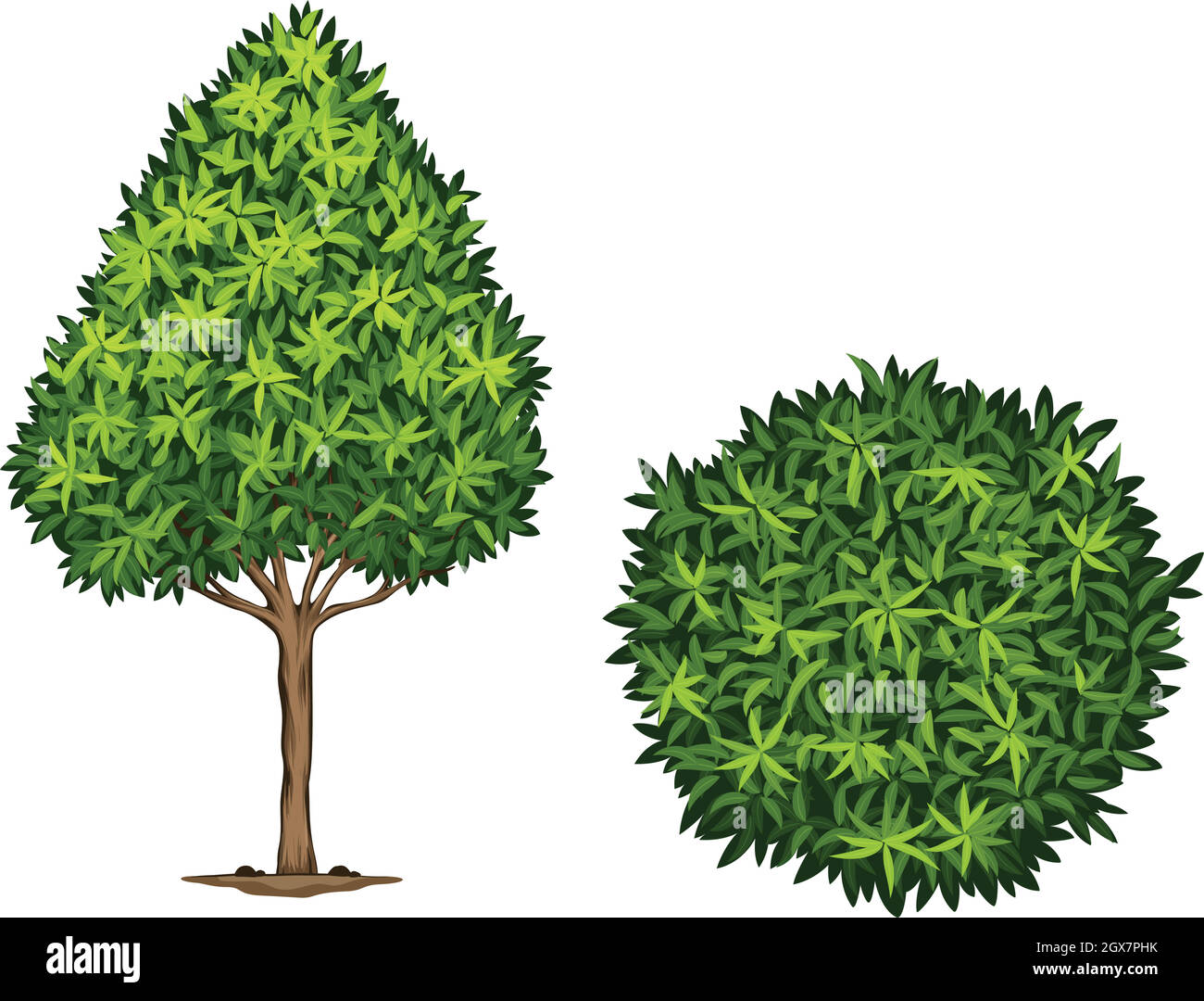 A Japanese Blueberry plant Stock Vector