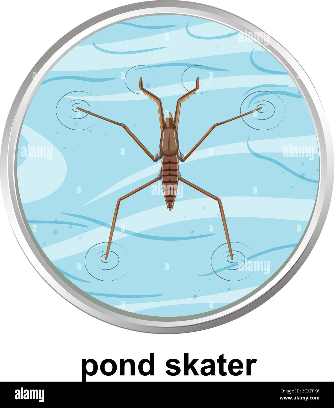 Top view of pond skater on the water Stock Vector