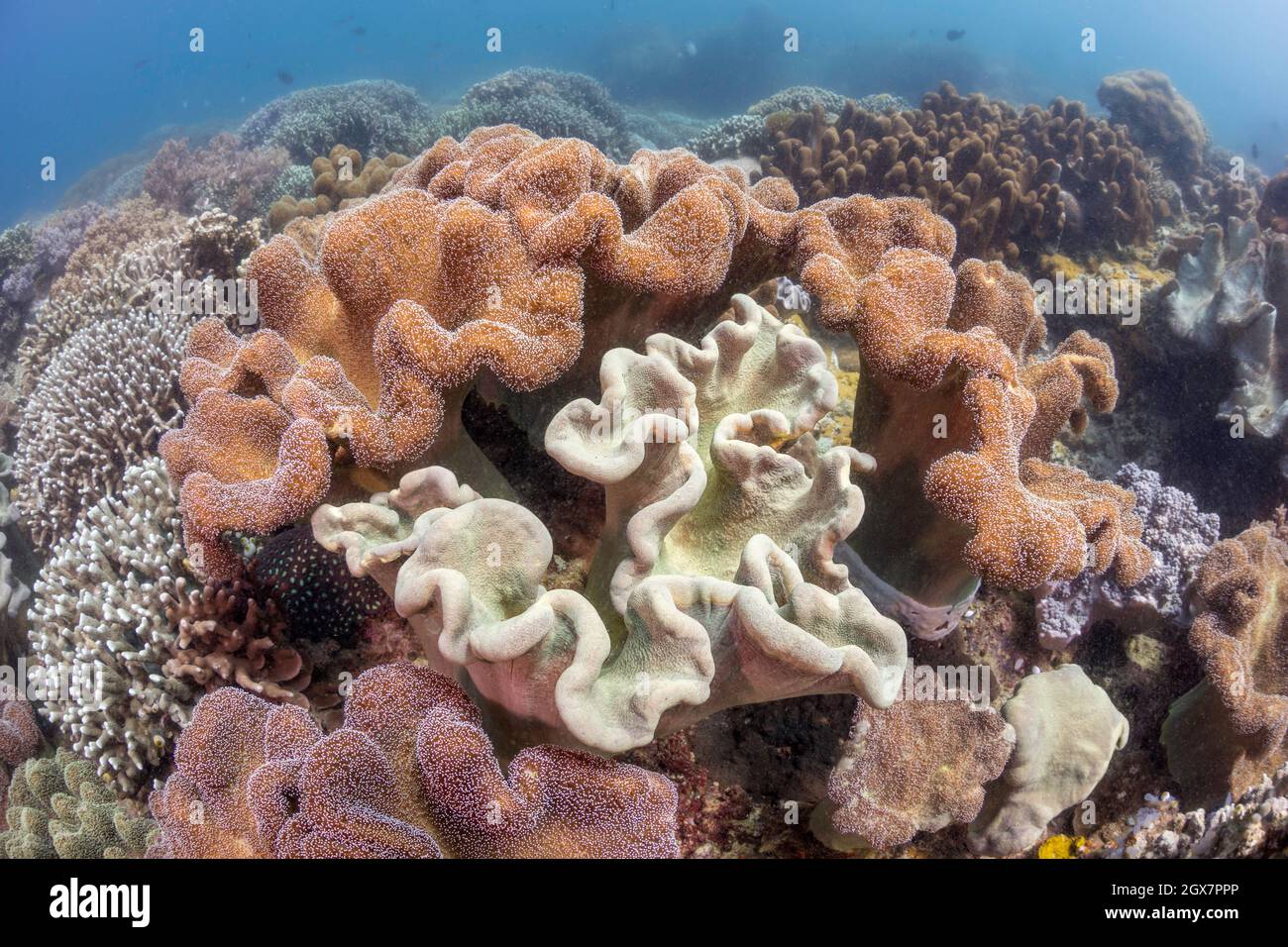 The central colony of leather coral, Sarcophyton tracheliophorum, has its polyps with drawn. The surrounding colonies polyps are extended and feeding, Stock Photo