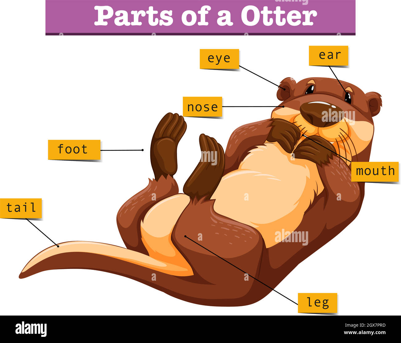 Diagram showing parts of otter Stock Vector