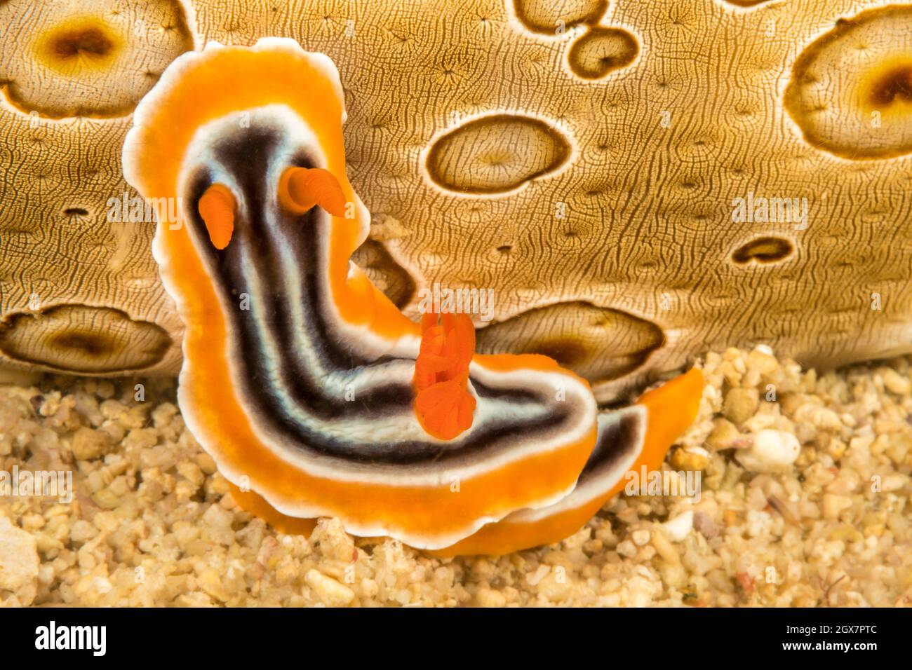 This pajama nudibranch, Chromodoris quadricolor, is rearing up in an attempt to climb up the side of a sea cucumber, Philippines. Stock Photo
