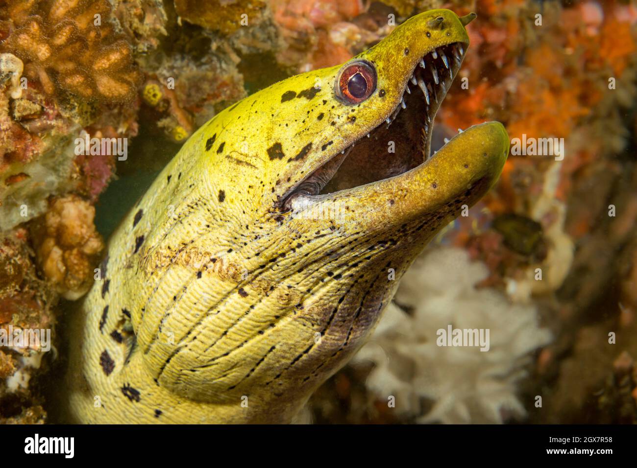 The fimbriated moray, Gymnothorax fimbriatus, is also known as darkspotted moray or spot-face moray, Philippines. Stock Photo