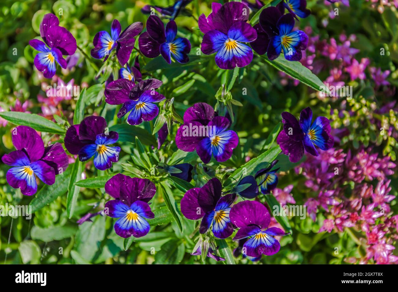 Plants and Flowers in Wisconsin Stock Photo Alamy