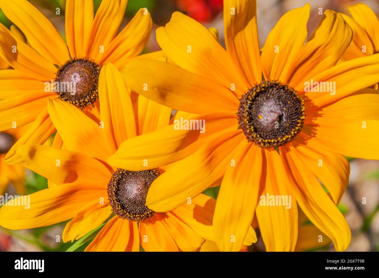 Plants and Flowers in Wisconsin Stock Photo Alamy