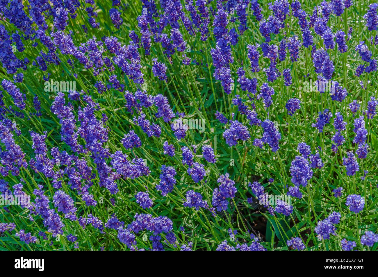 Plants and Flowers in Wisconsin Stock Photo - Alamy