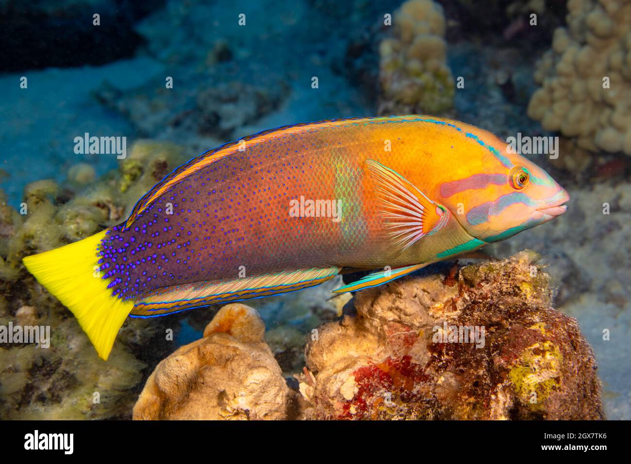 This female yellowtail wrasse, Coris gaimard, is a member of the wrasse family, Hawaii. Stock Photo