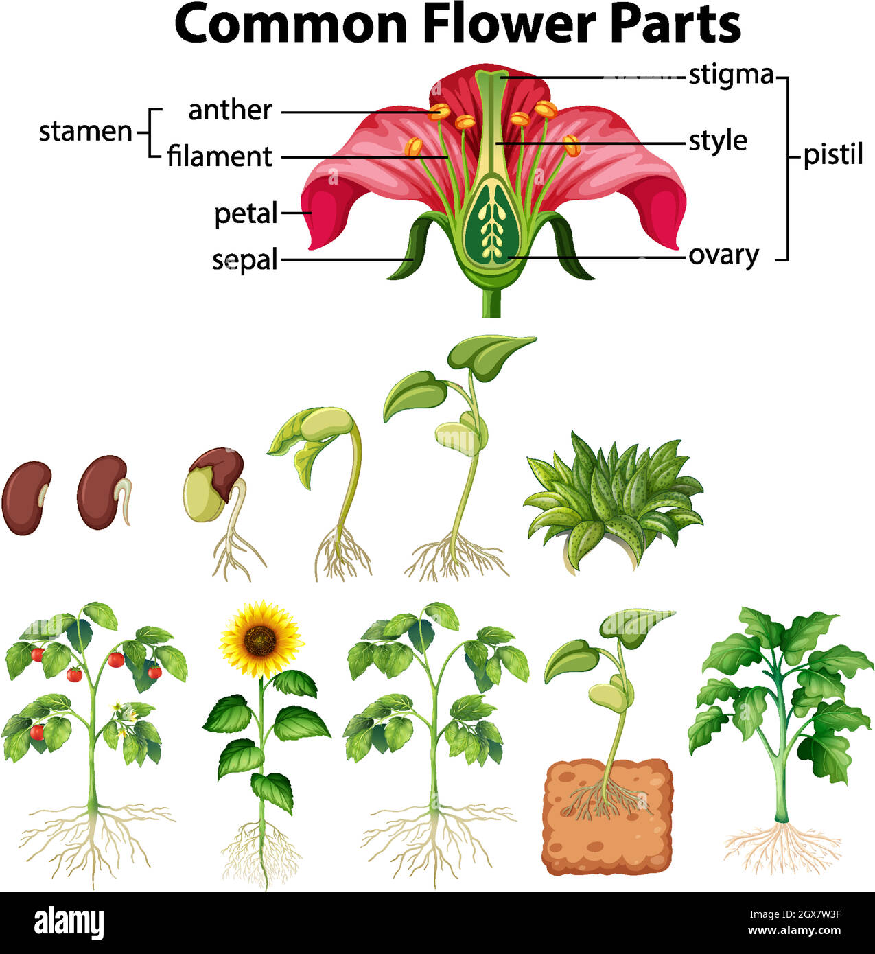 Diagram showing common flower parts on white background Stock Vector