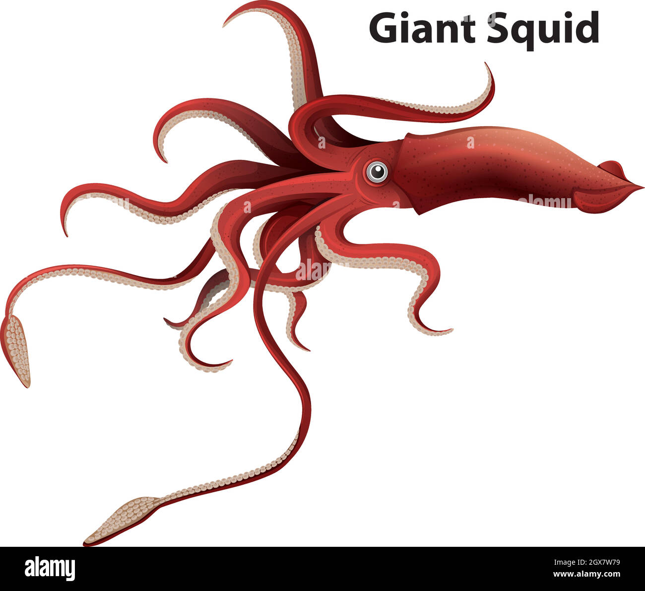 Wordcard design for giant squid with white background Stock Vector