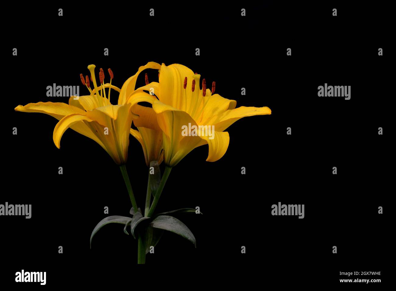 Seasonal flowers photographs Stock Photo