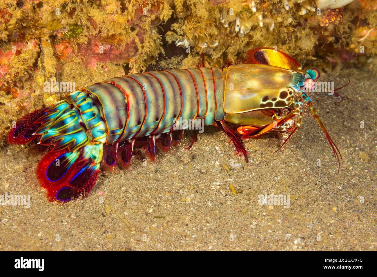 The mantis shrimp, Odontodactylus scyllarus, is also known as a clown mantis shrimp and peacock mantis shrimp, Cebu, Philippines. Stock Photo