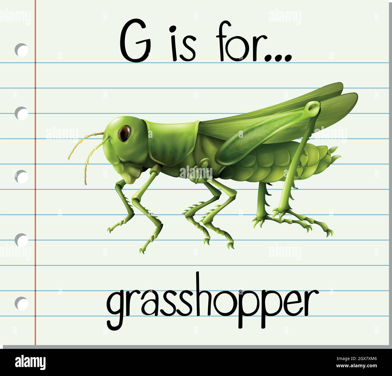 Flashcard letter G is for grasshopper Stock Vector