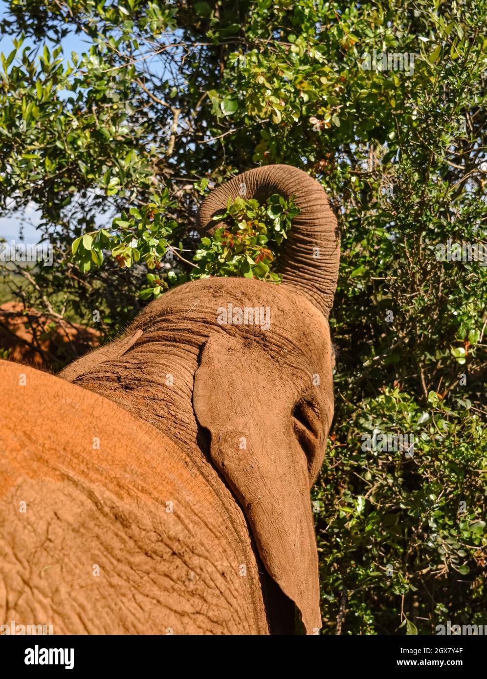 A baby elephant eye's view of browsing in the bush.  Closeup. Nairobi National Park, Kenya. Stock Photo