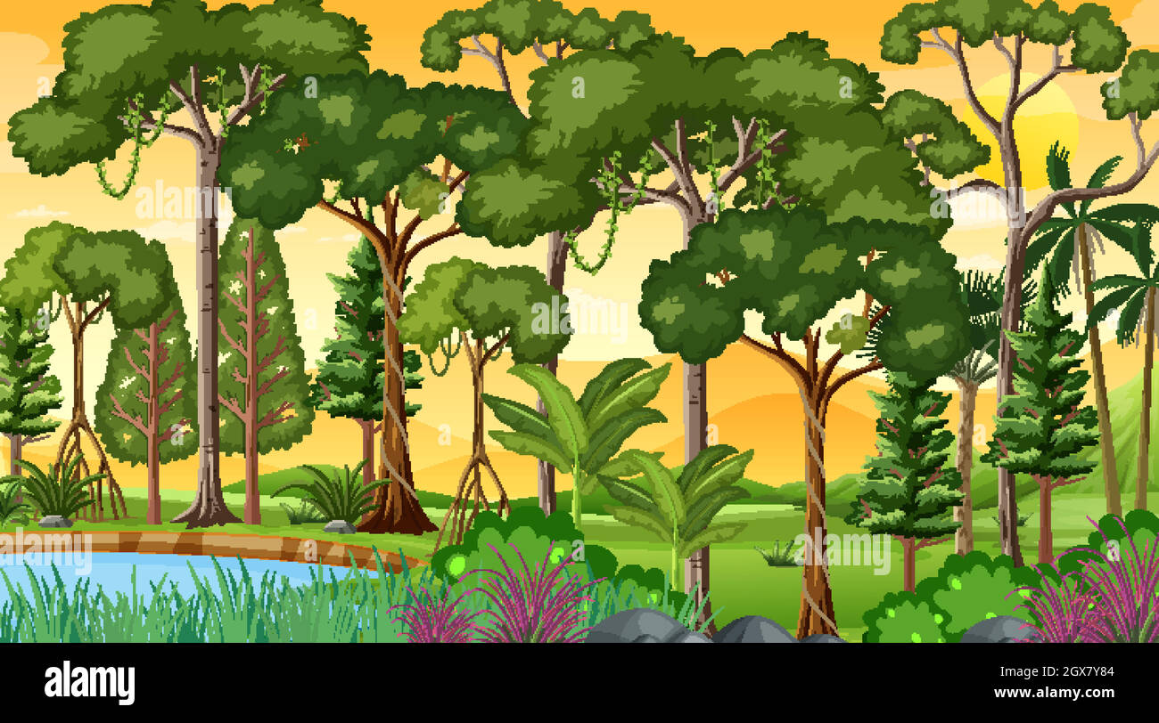 Forest landscape scene at sunset time with many different trees Stock ...