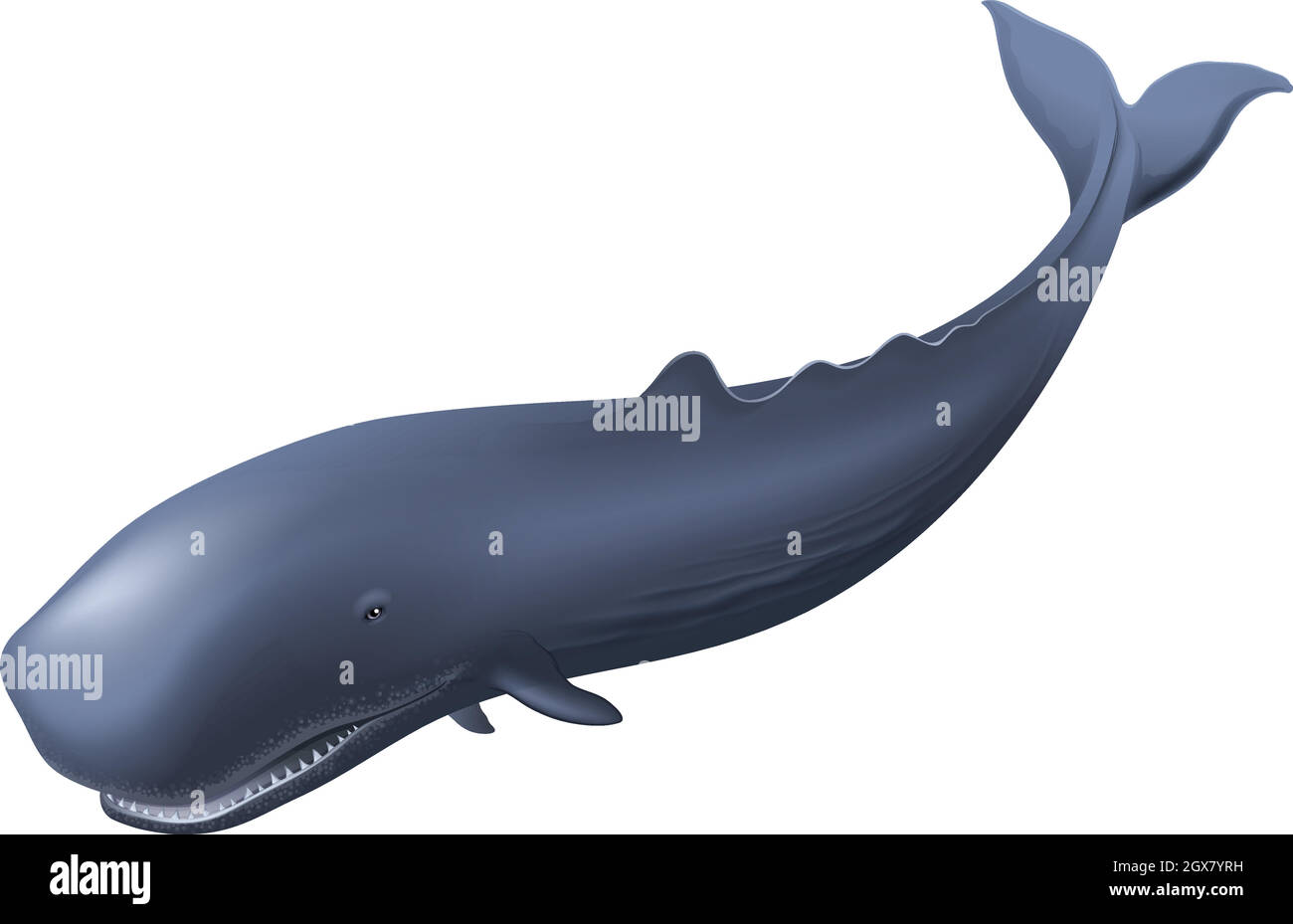 Sperm whale Cut Out Stock Images & Pictures - Alamy