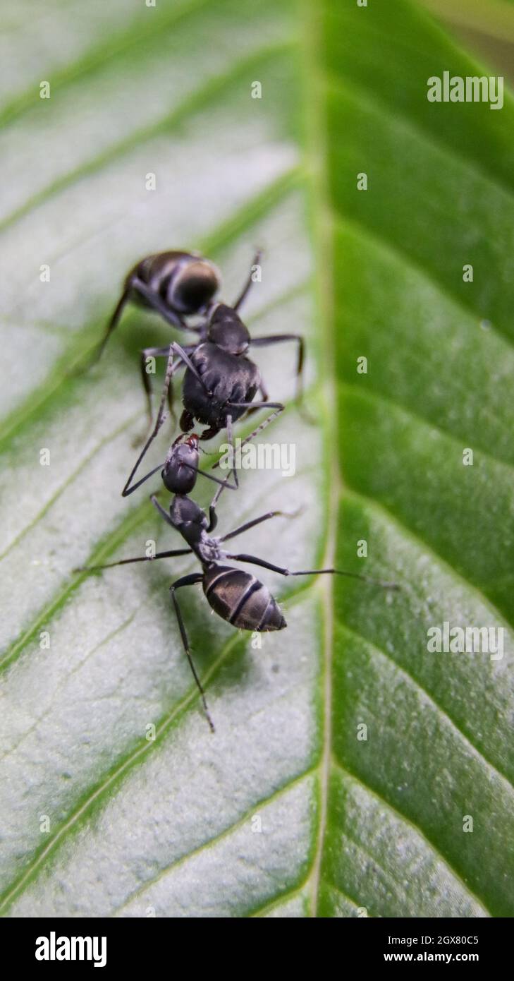 macro shot of two black carpenter ants sharing food with their mouths standing on a green leaf during a calm evening Stock Photo