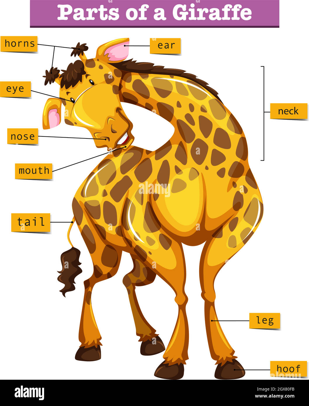 Diagram showing parts of giraffe Stock Vector