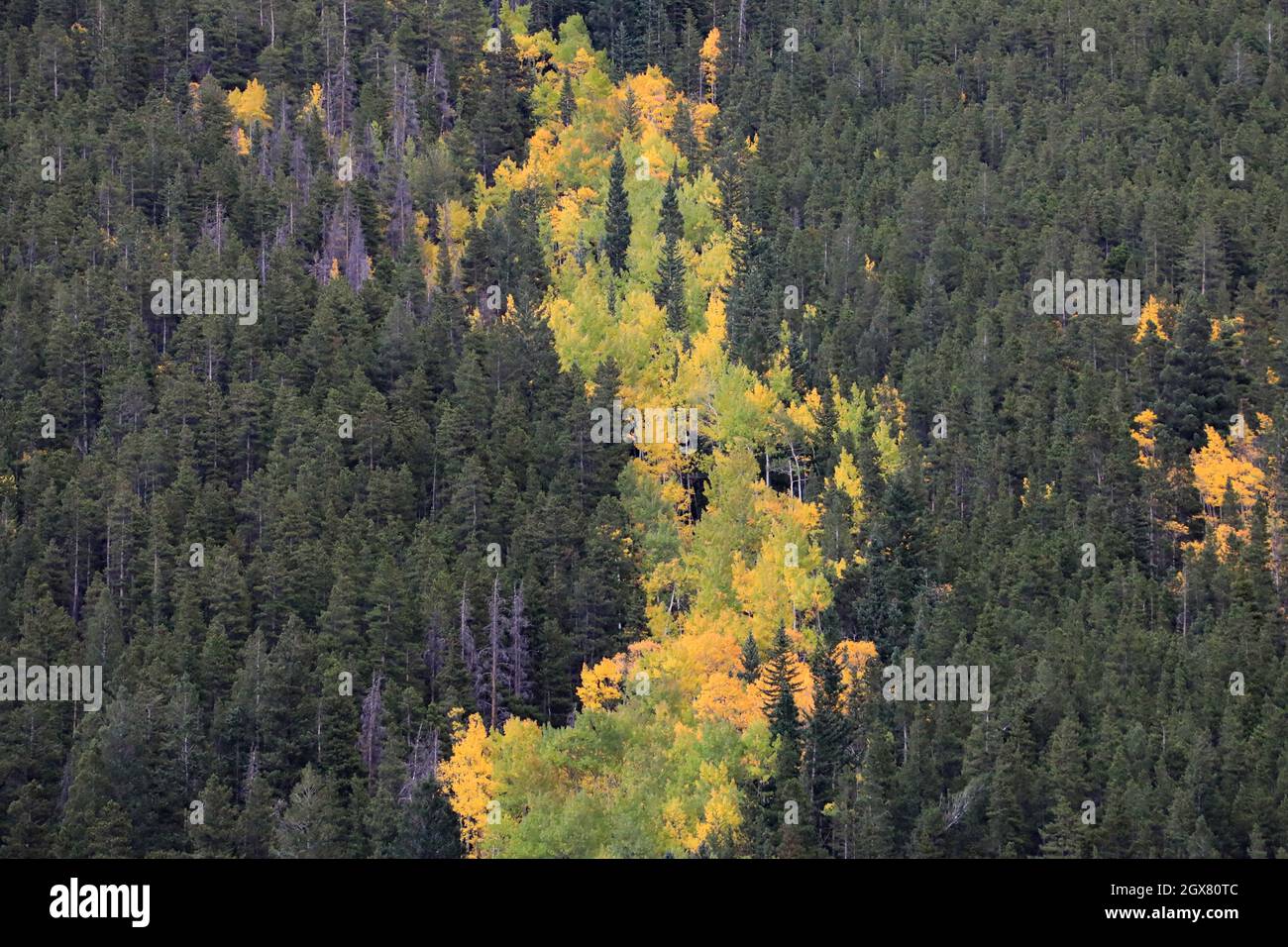 Fall Aspen Tree Colors Red Yellow Orange Mountain Elk Hawk Waterfall Landscape Pumpkin Thanksgiving Stock Photo