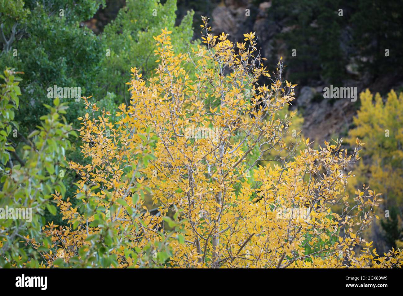 Fall Aspen Tree Colors Red Yellow Orange Mountain Elk Hawk Waterfall Landscape Pumpkin Thanksgiving Stock Photo