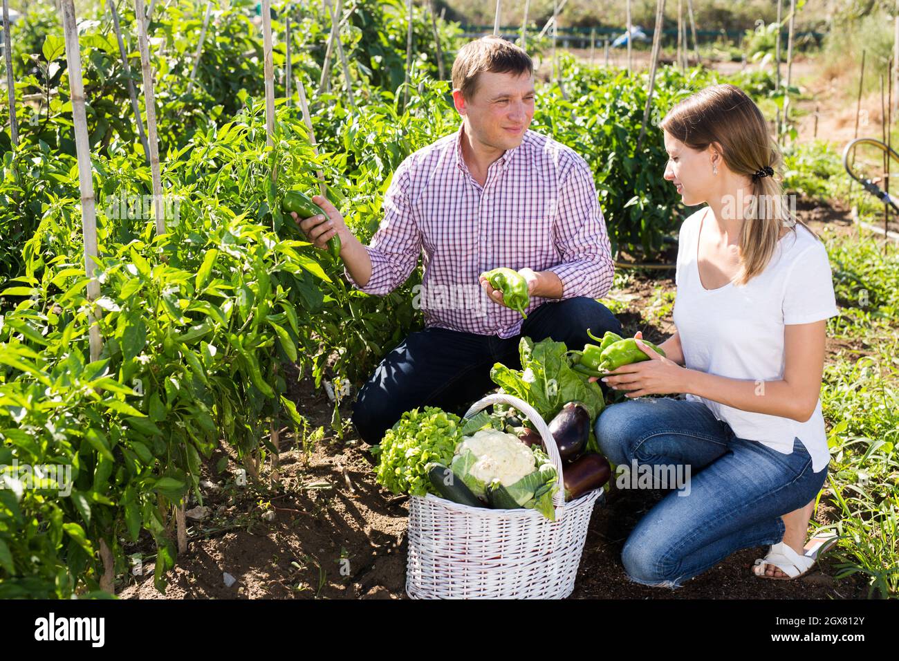 Positive couple picking harvest of green pepper in garden Stock Photo ...