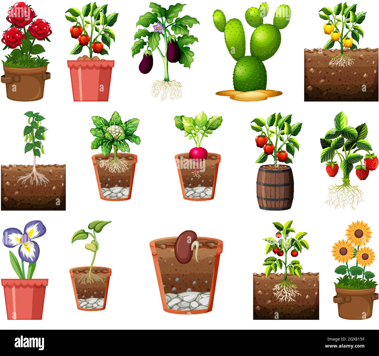 Set of different plants in pots isolated on white background Stock ...