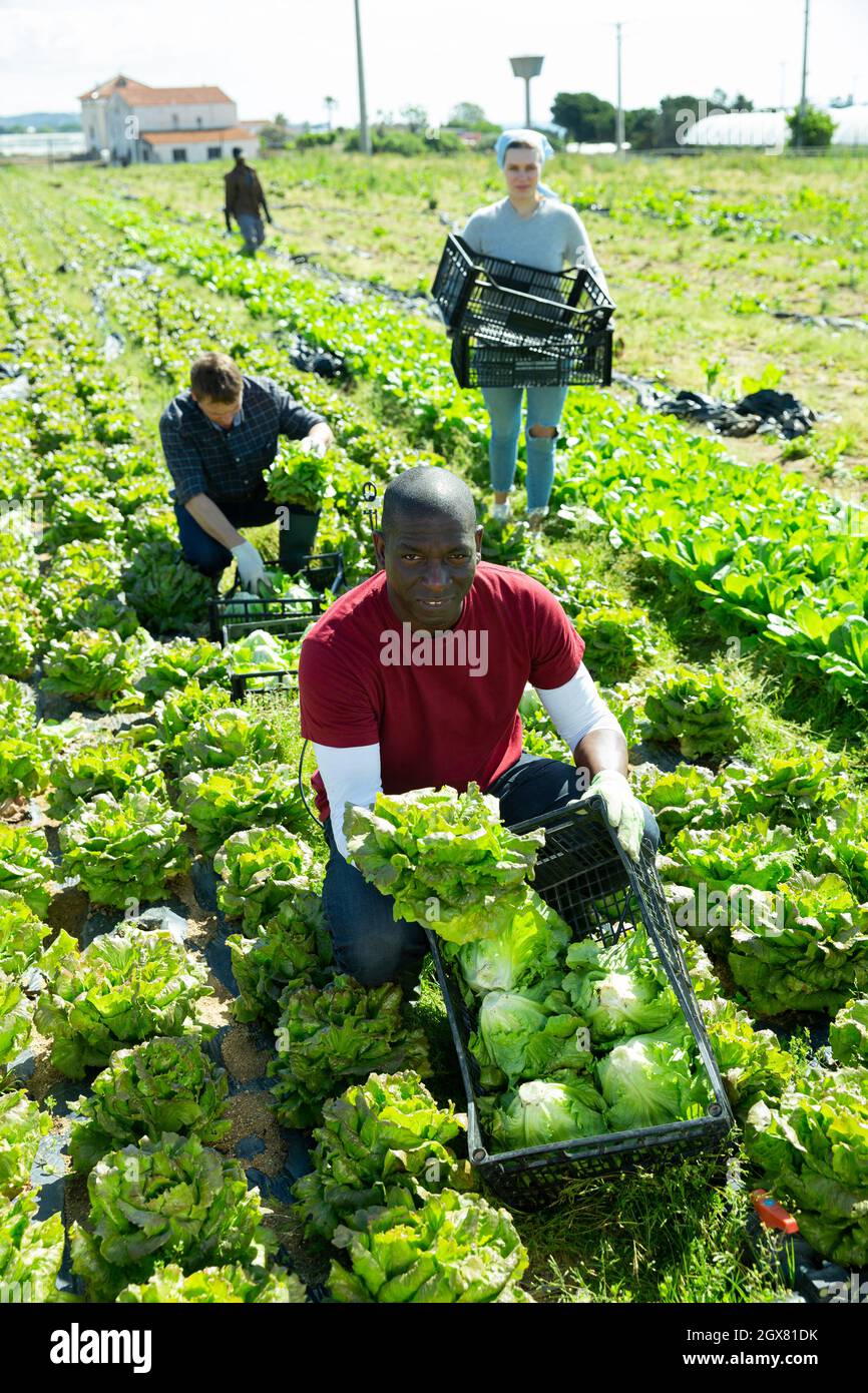 Lettuce harvesting process on the plantation Stock Photo Alamy