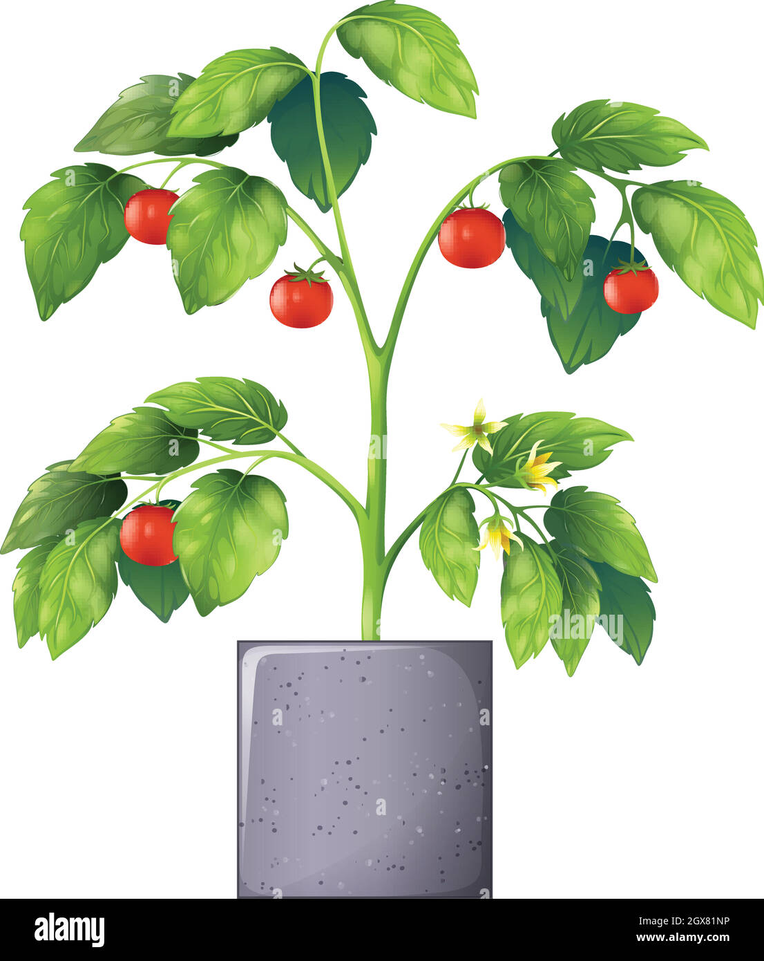 A tomato plant Stock Vector