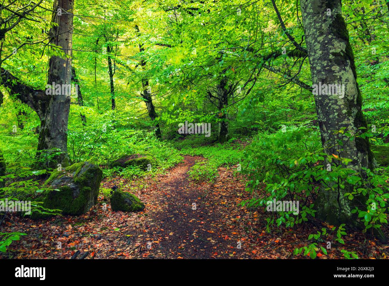 Path in the green forest Stock Photo - Alamy