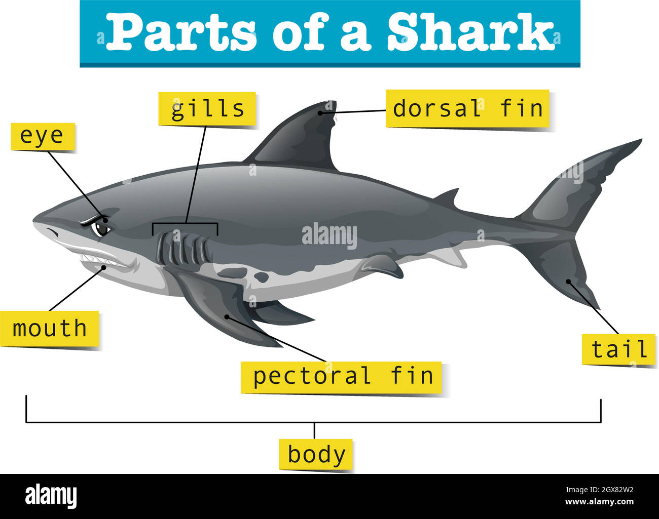 Diagram showing parts of shark Stock Vector