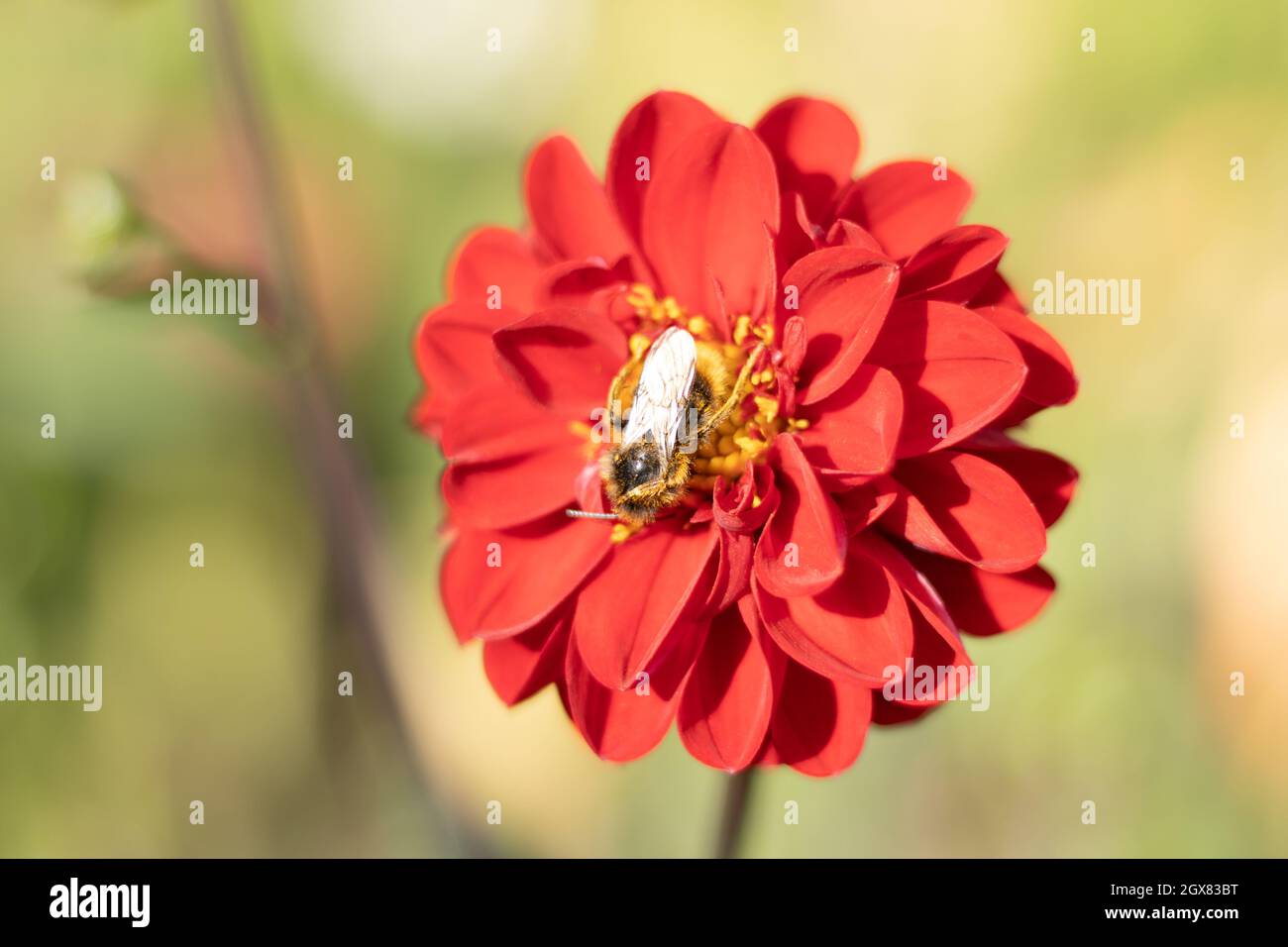Bee sitting on red blossom flower Stock Photo