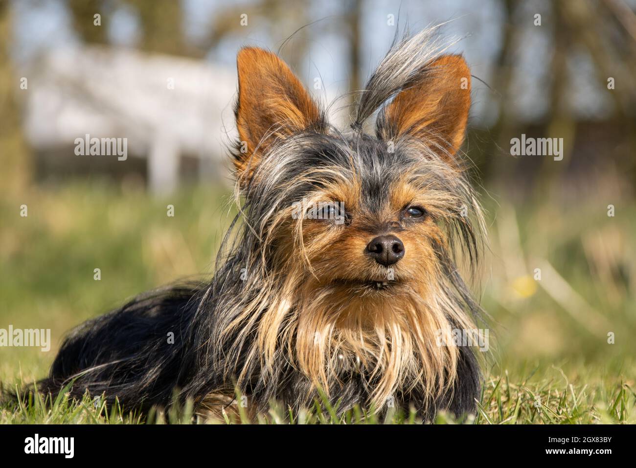 Cute Chihuahua Yorkshire terrier puppy portrait Stock Photo
