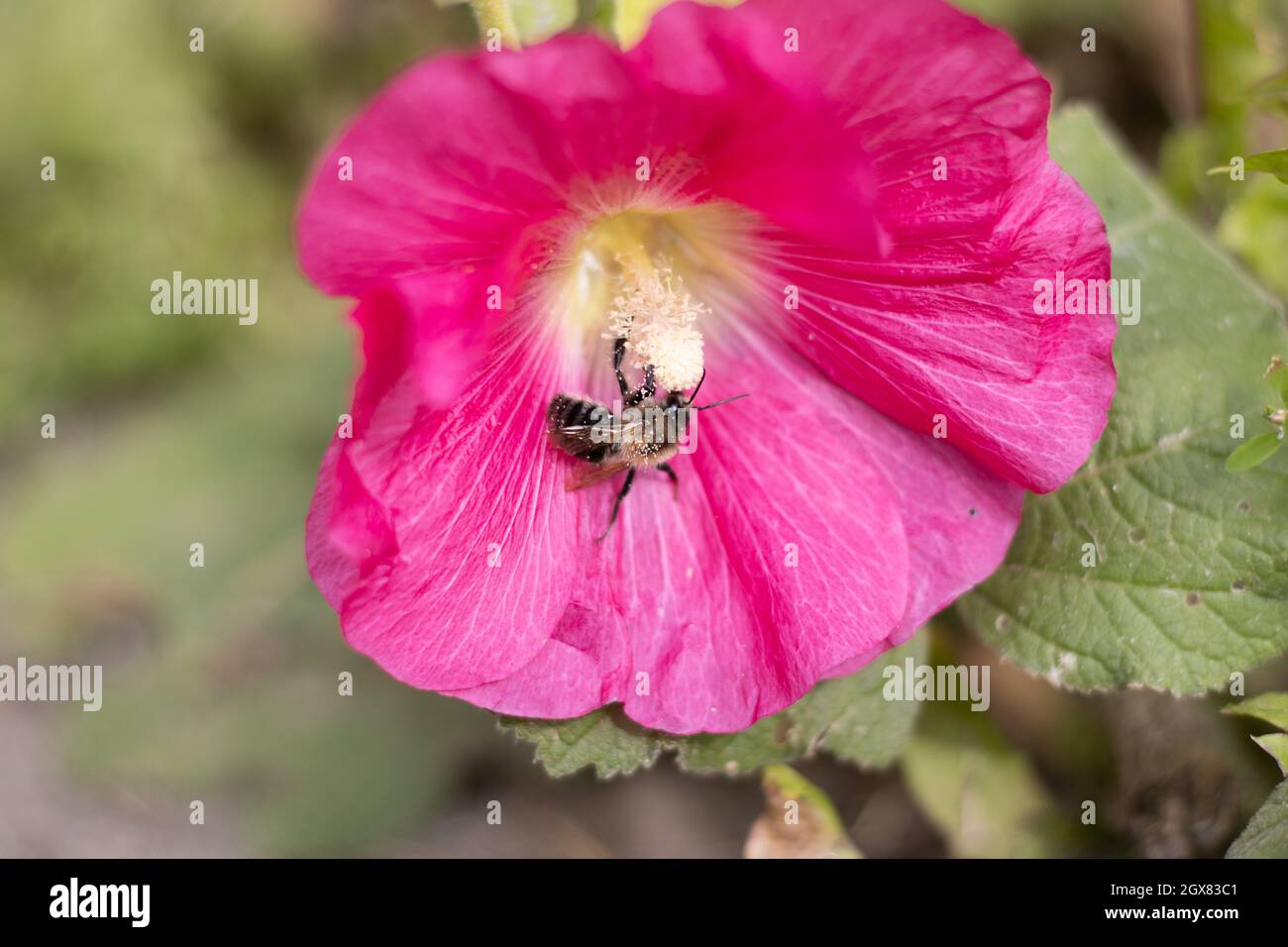 Bee sitting on petal pink flower Stock Photo