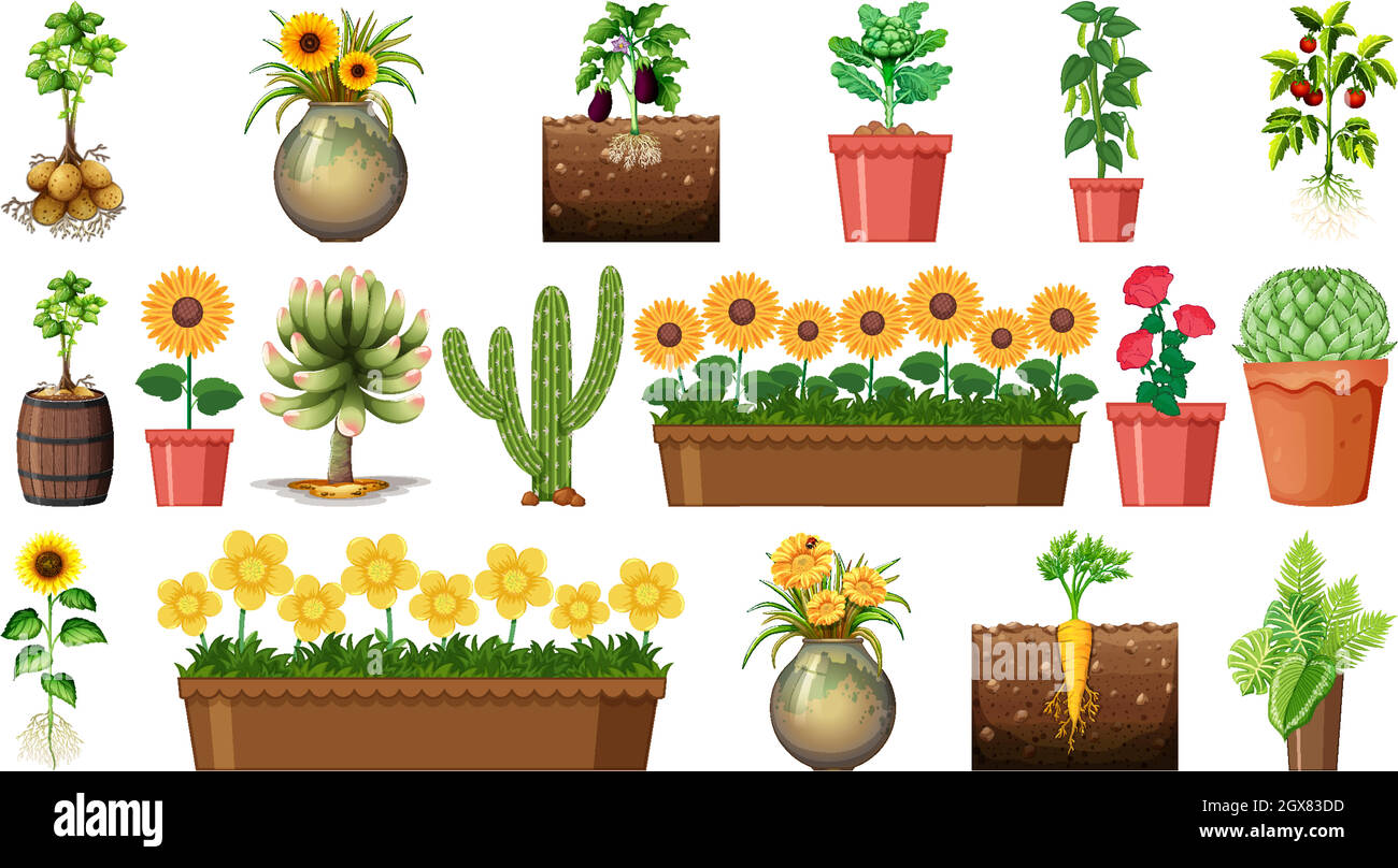 Set of different plants in pots isolated on white background Stock ...