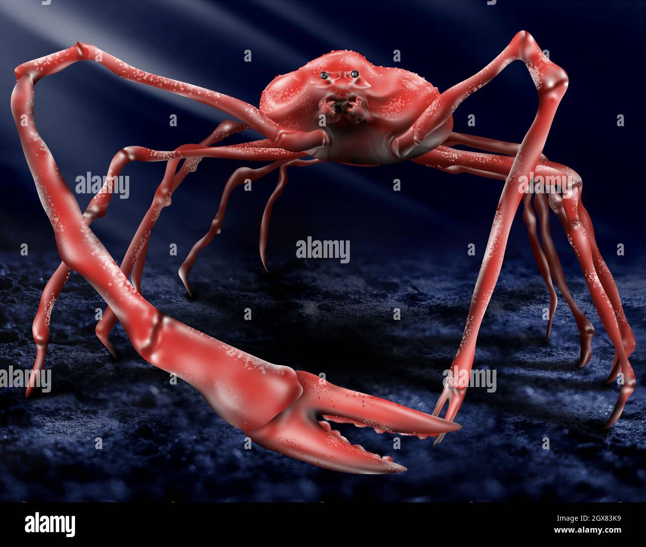 Japanese spider crab in the sea, gigant crab clored red and white on the ocean floor. Deep sea creature. (Macrocheira kaempferi) Stock Photo