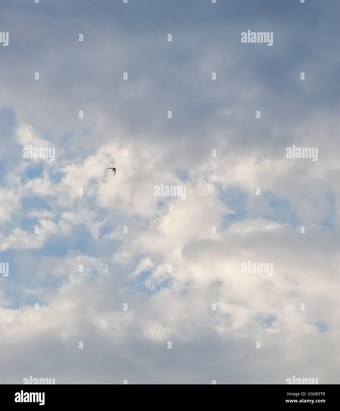 Cloudy sky background with flying wild bird and sunlight shining ...