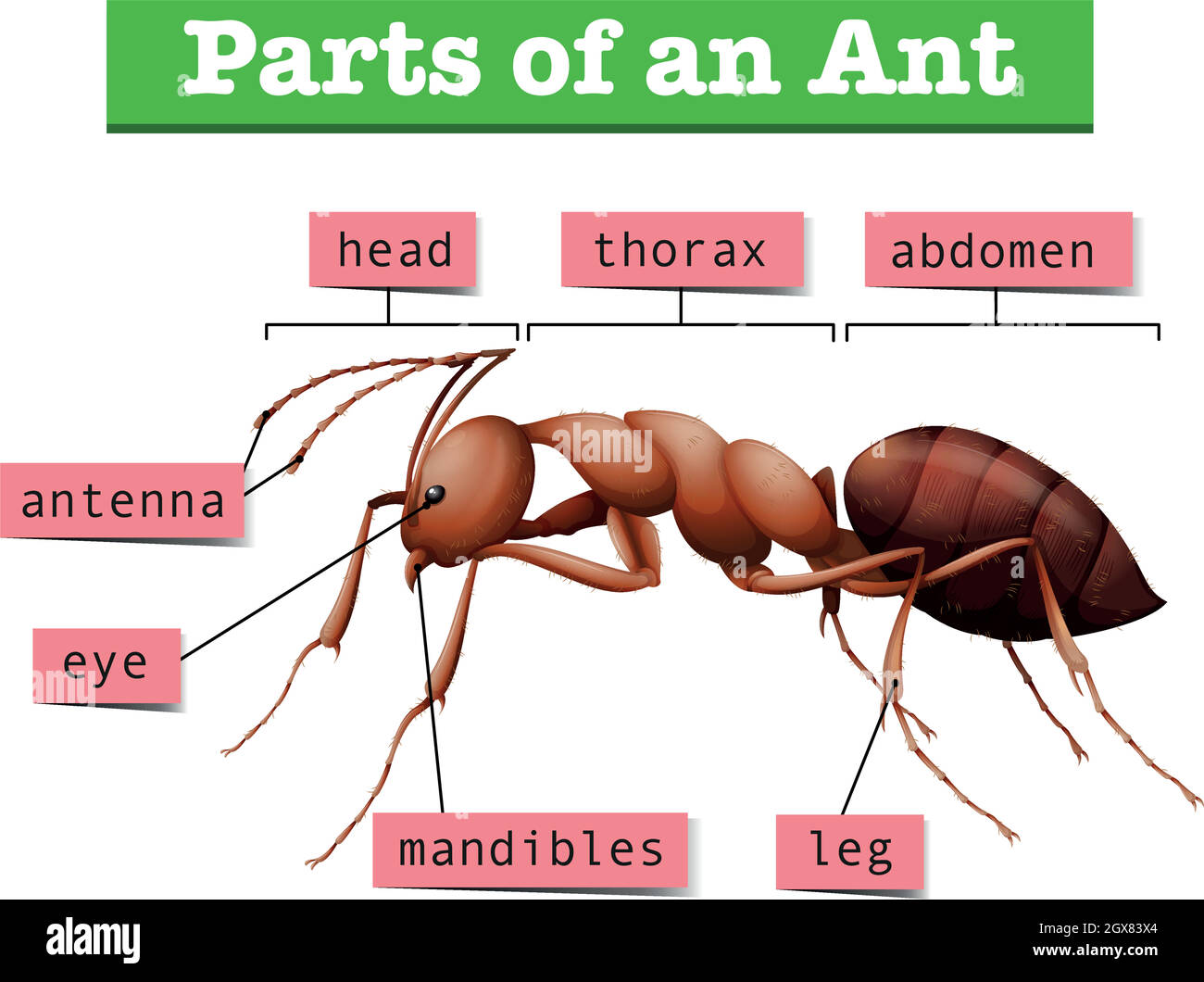 Diagram showing parts of ant Stock Vector