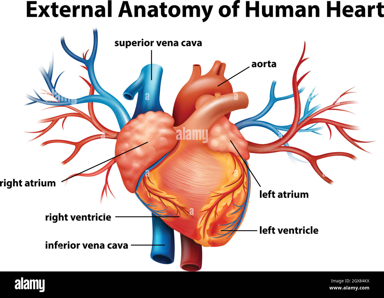 Anatomy of the human heart Stock Vector