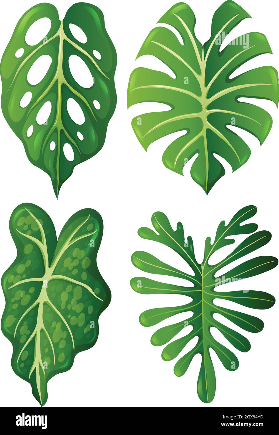 A set of tropical leaves Stock Vector Image & Art - Alamy
