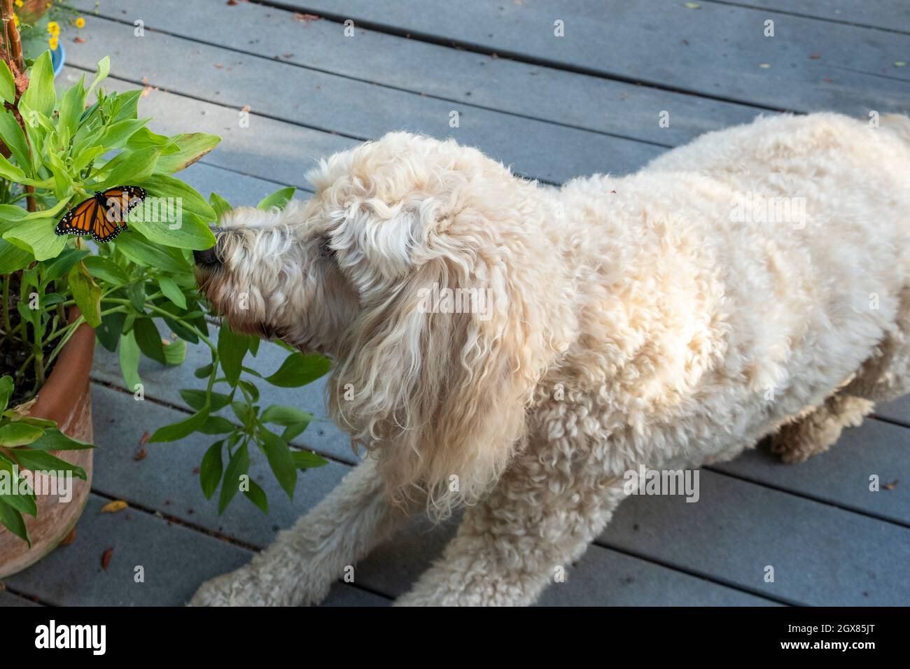 Sweet blonde Goldendoodle dog gets as close as she can to a new garden friend, a newly hatched female Wester Monarch Butterfly in California garden Stock Photo