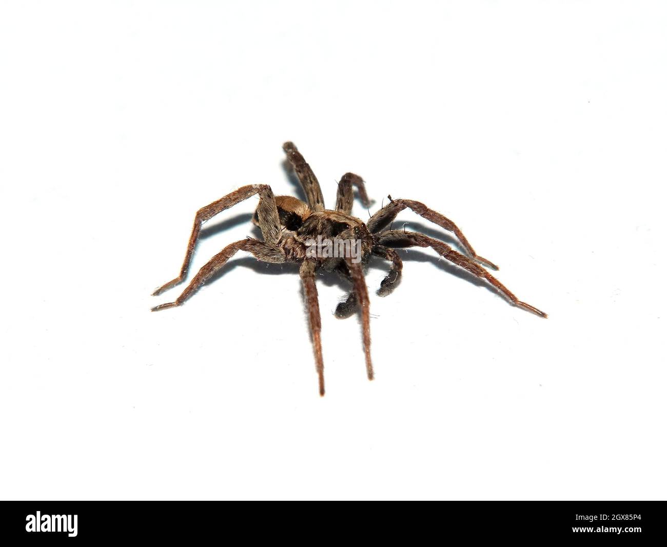 Wolf Spider - Lycosa furcillata, photographed on a pure white background. Stock Photo