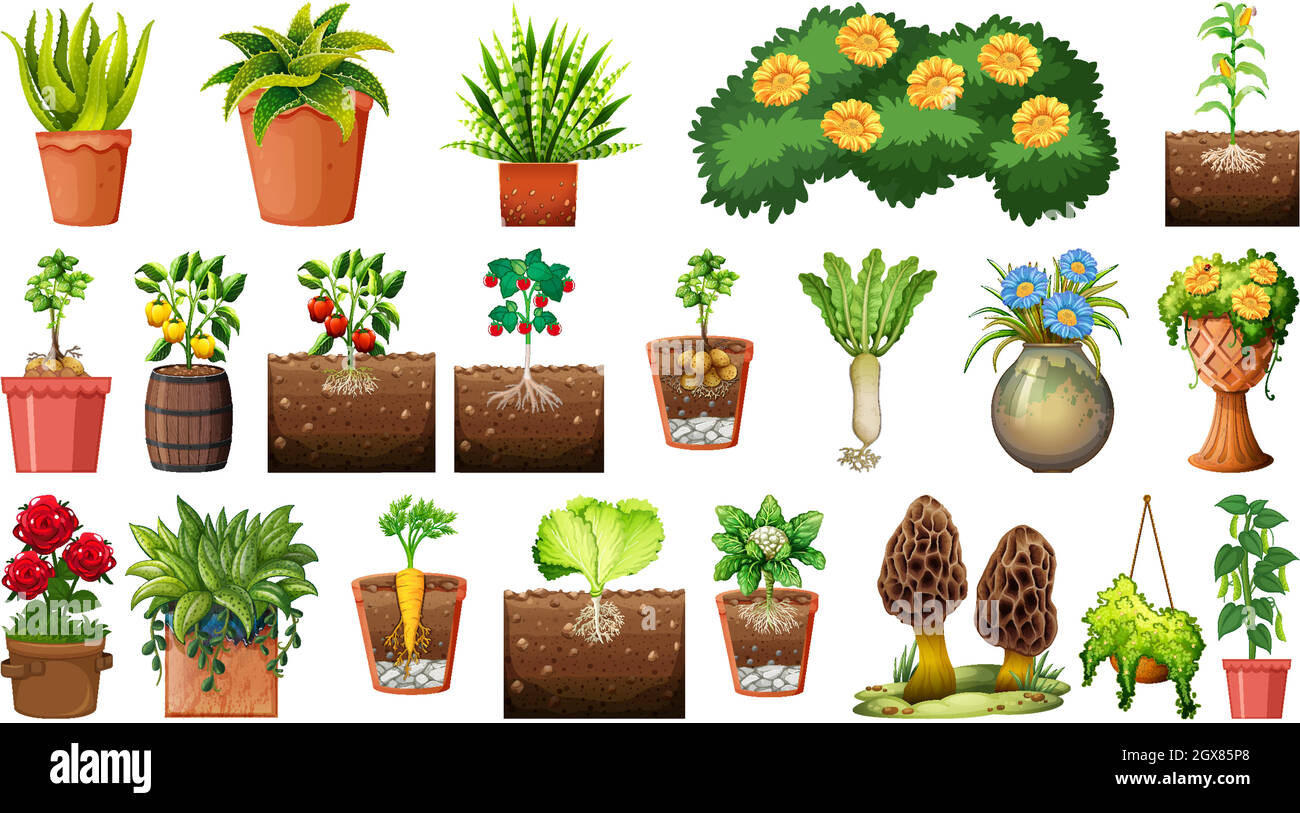 Set of different plants in pots isolated on white background Stock ...