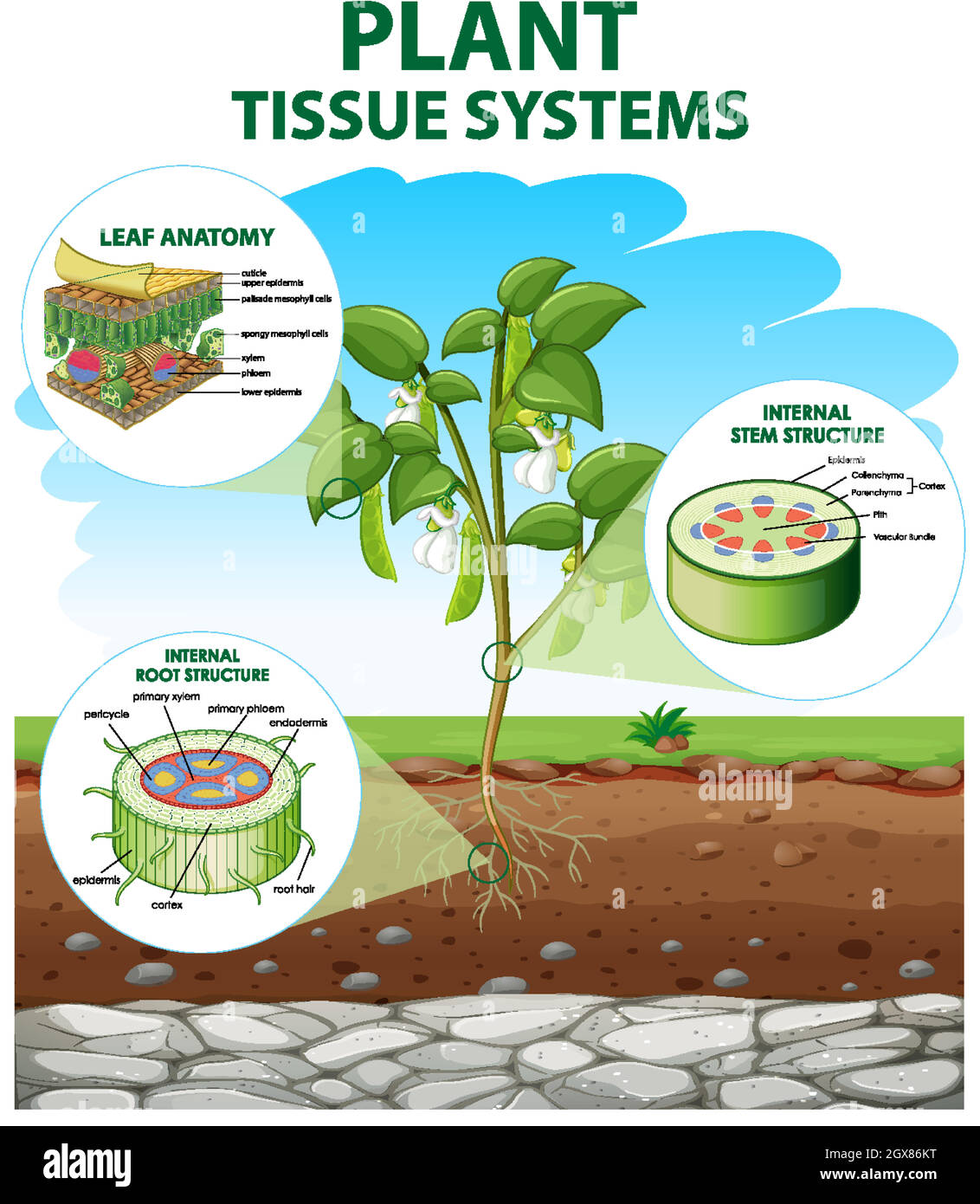 Diagram showing Plant Tissue Systems Stock Vector
