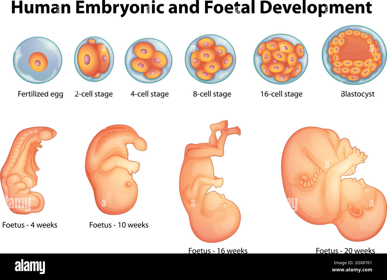 human embryo development stages