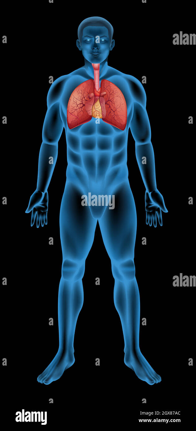 Human respiratory system Stock Vector