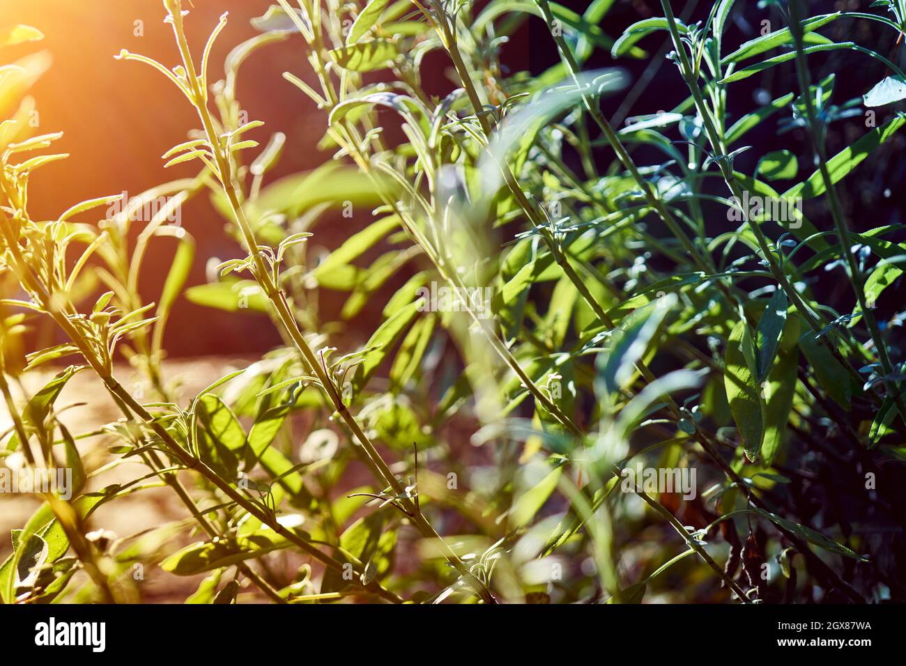 Young sage plants backlit by the sun with an edge in the dark shade