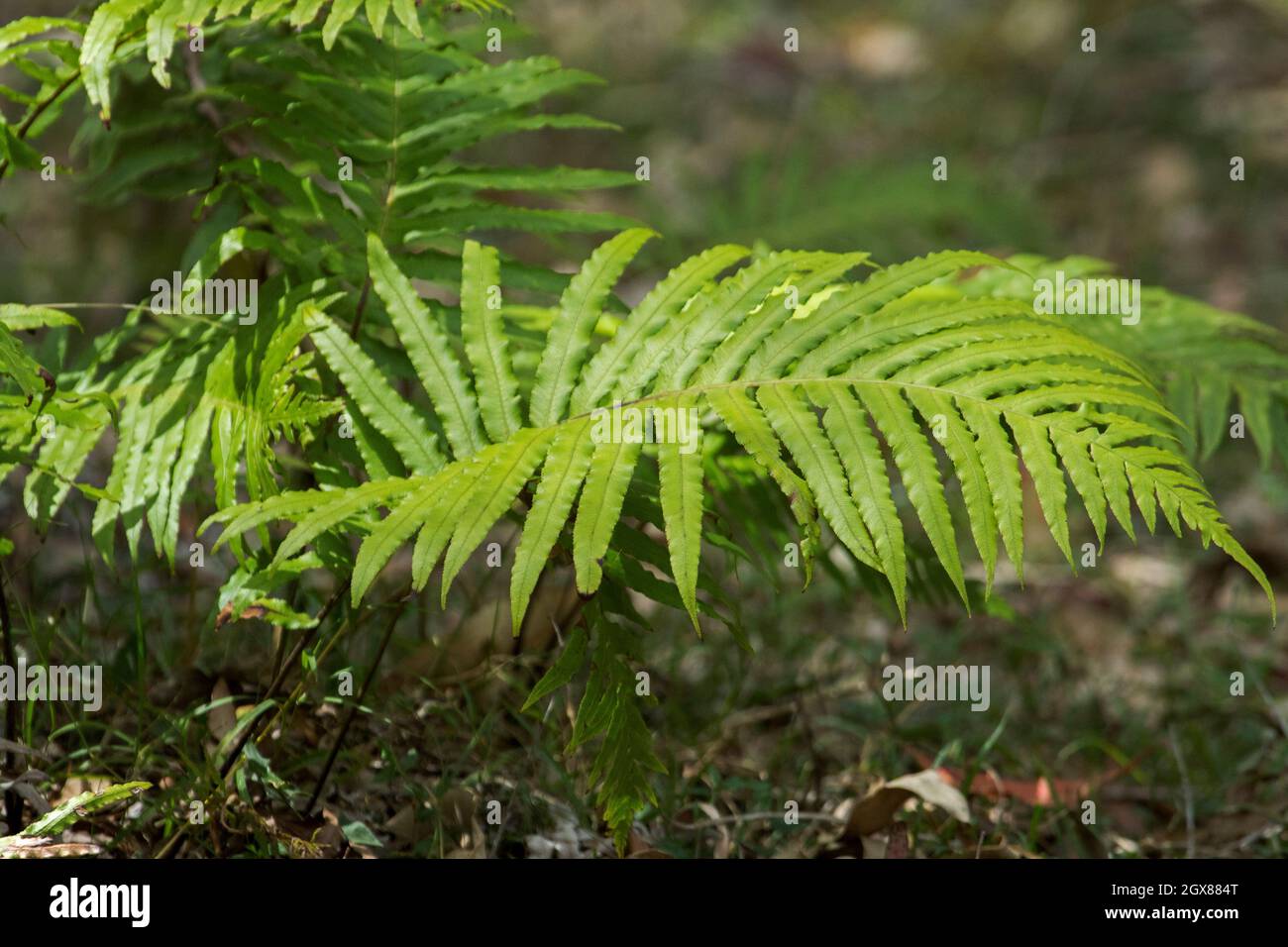 Vivid green frond of fern growing on forest floor at Kroombit Tops National Park in Queensland Australia Stock Photo