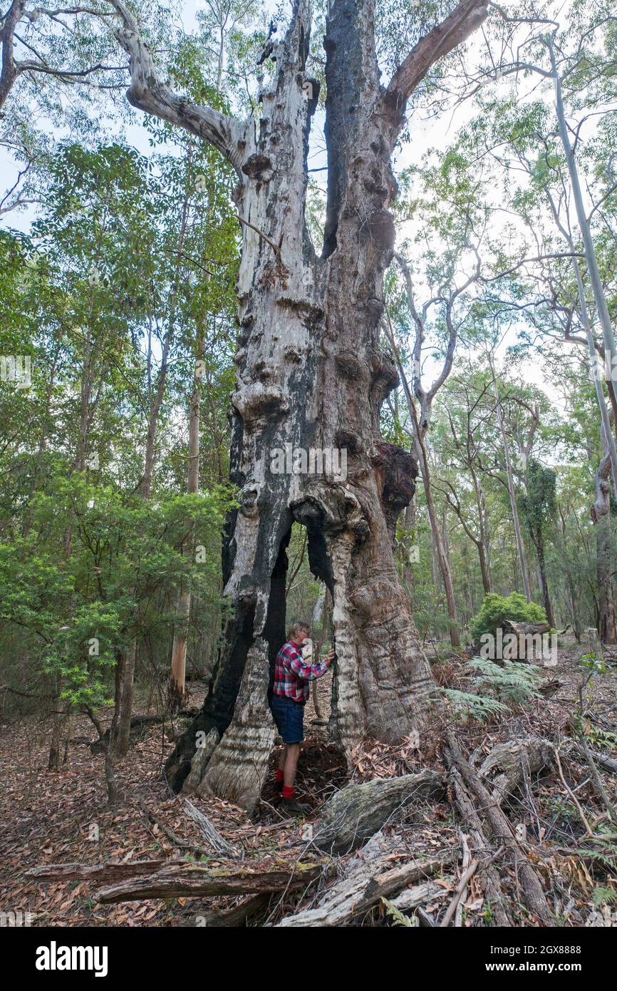 Large fire-damaged gum tree, Eucalyptus, with hollow trunk, in forest at Kroombit Tops National Park Australia Stock Photo