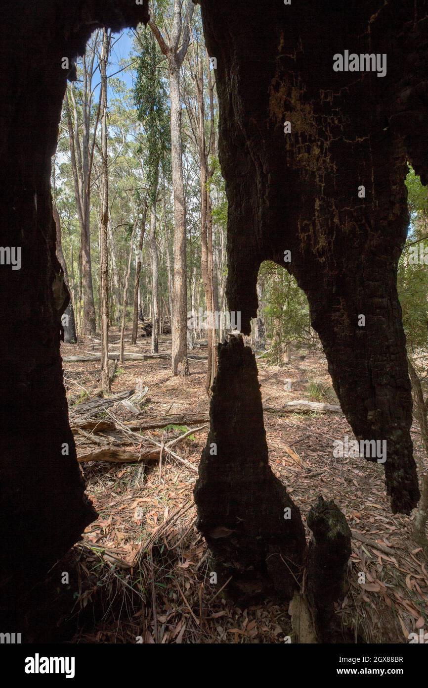 Forest seen through the burnt out remains of a fire-damaged gum tree,  Eucalyptus species, at Kroombit Tops National Park, Queensland Australia Stock Photo