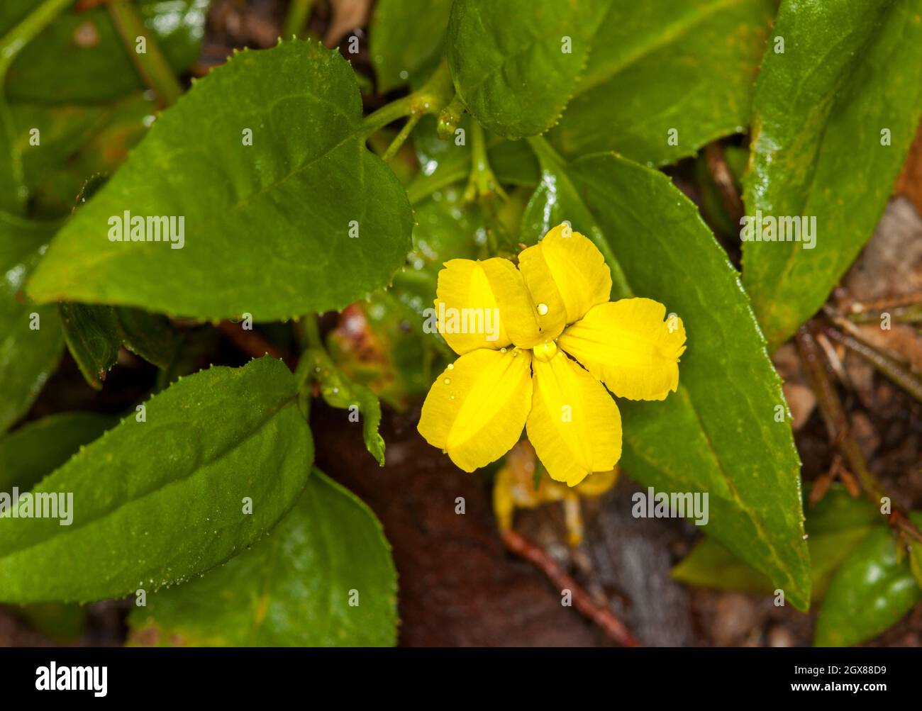 Plants cover hi-res stock photography and images - Alamy