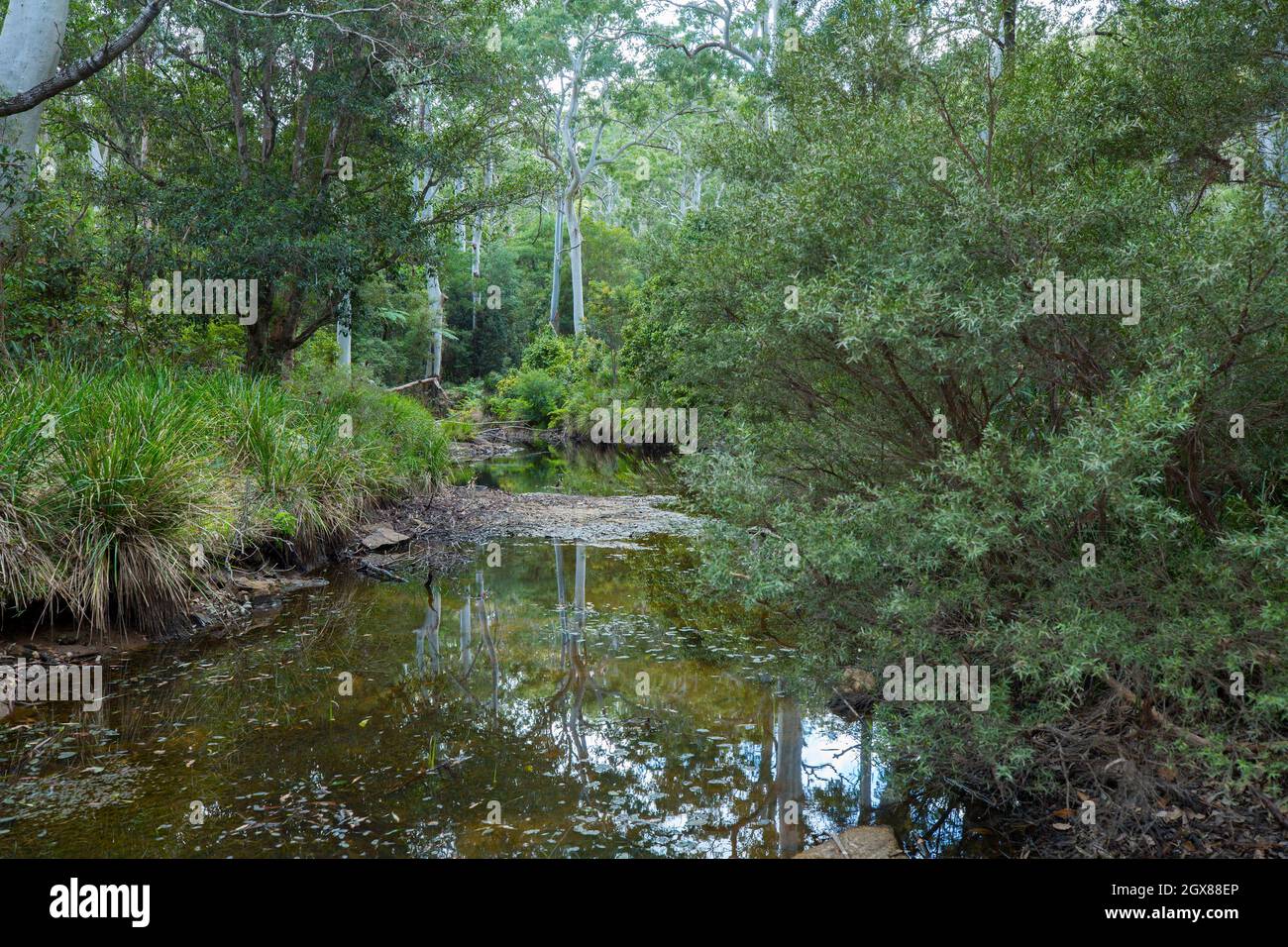 Tranquil stream with surrounding rainforest reflected in still dark water at Kroombit Tops National Park in Australia Stock Photo