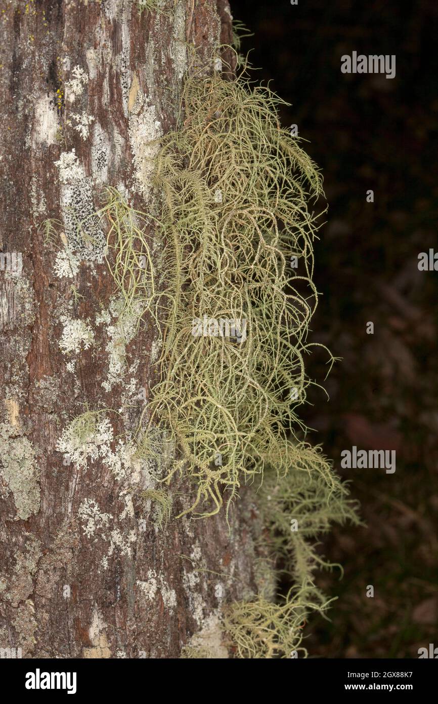 Lichen, an Usnea species, growing on a tree trunk at Kroombit Tops National Park in Queensland Australia Stock Photo